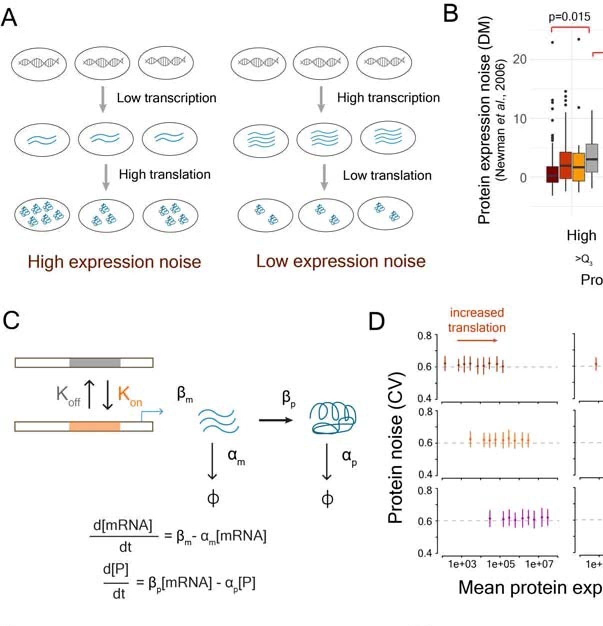 Protein Noise Research